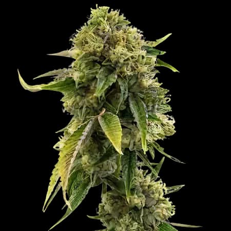 Alien Gorilla Glue Feminized