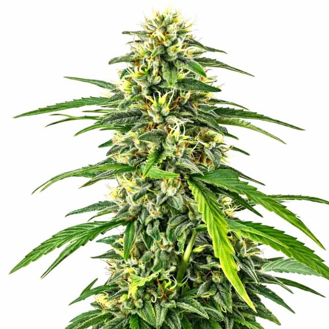 Amnesia Haze Feminized