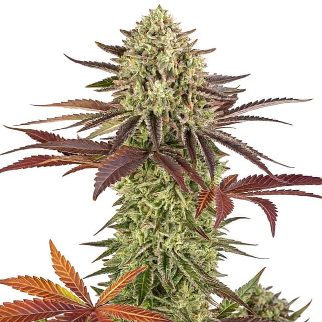 Apple Fritter Feminized