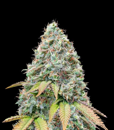 BCN Diesel CBD Feminized