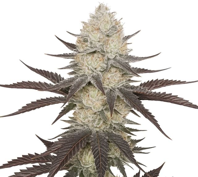 Blackberry Feminized