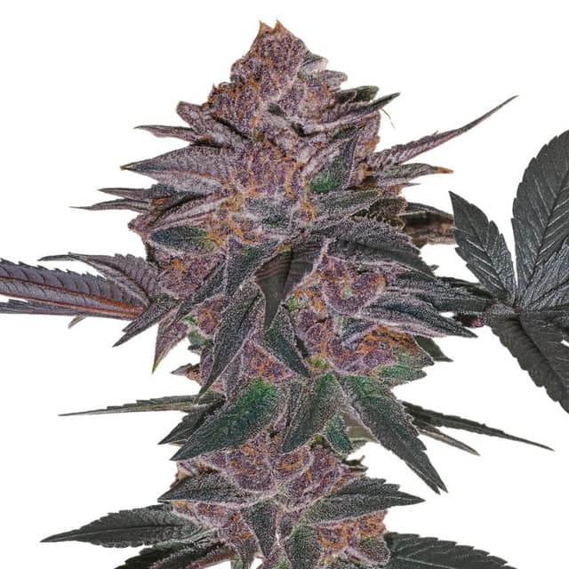 Blue Biscotti Feminized