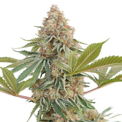 Blue Blood Feminized
