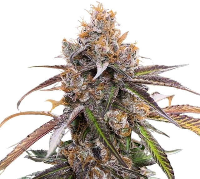 Blue Diamond Feminized