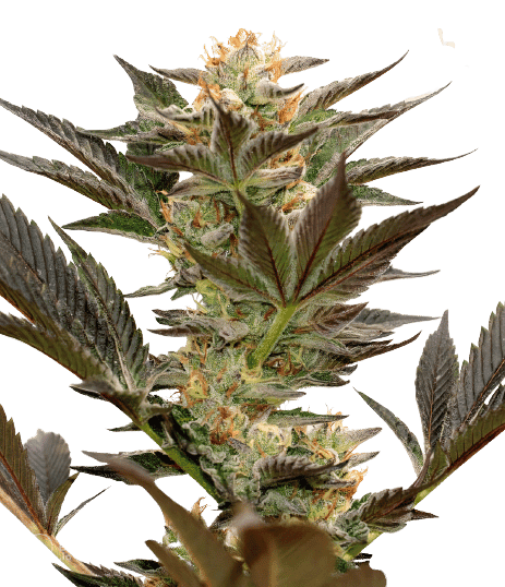 Bruce Banner #3 Auto