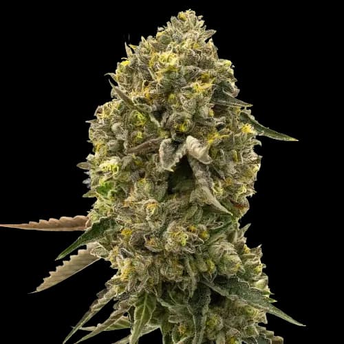 Emballage de graines de cannabis Caffeine Bomb — Royal King Seeds France