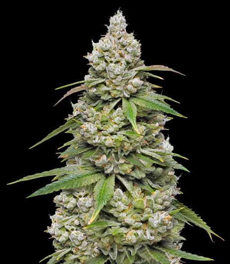 Emballage de graines de cannabis CBD 3D — Royal King Seeds France