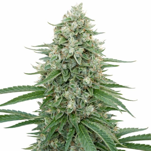 Emballage de graines de cannabis CBD Critical Mango — Royal King Seeds France