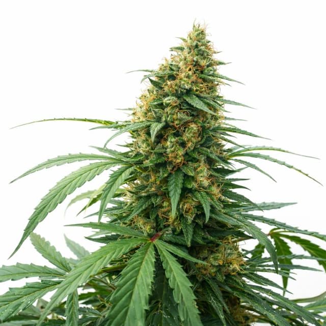 CBD Solomatic Feminized