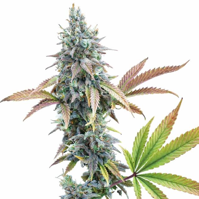 Cinderella 99 Feminized