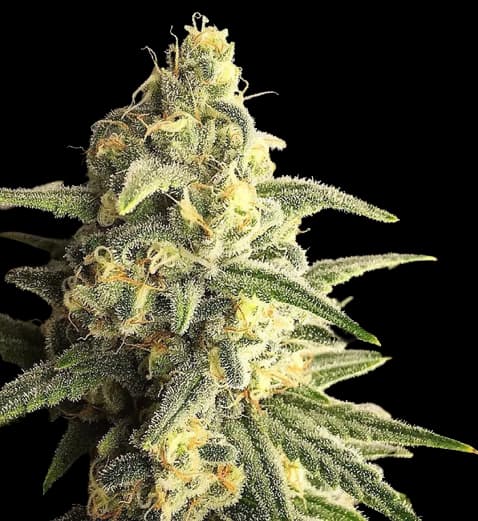 Citrus Sap Feminized