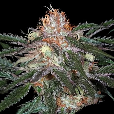 Diesel Duff Feminized