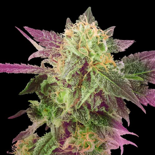 Double Purple Doja Feminized