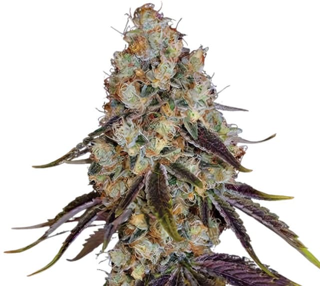 Gator Breath Feminized
