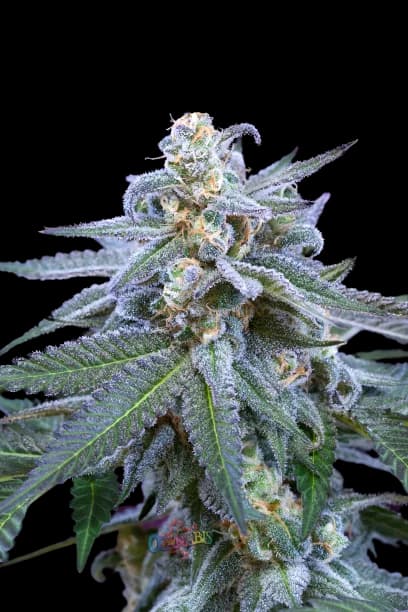 Killer Grape Feminized