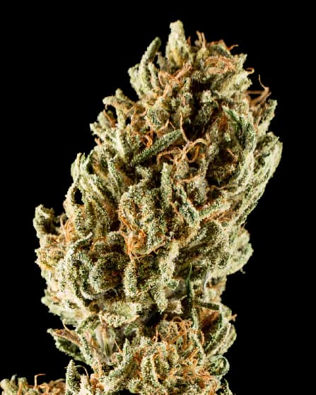 Lemon Crush Feminized