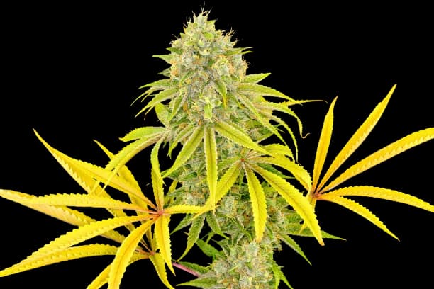 Emballage de graines de cannabis Longbottom Leaf — Royal King Seeds France