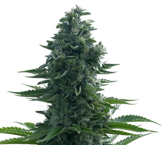 Lucid Dream Kush Feminized
