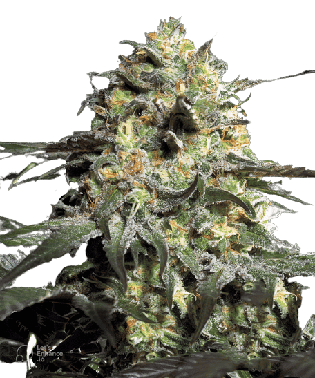 Peyote Cookies Feminized