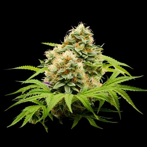 Pineapple Haze Feminized