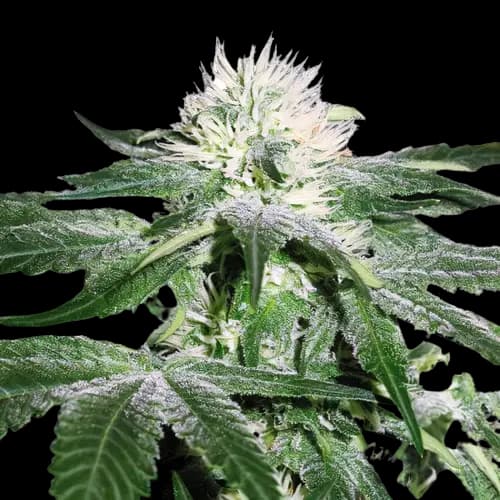 Pineapple Mayhem Feminized