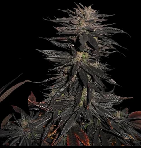 Pineapple Purple Skunk Feminized