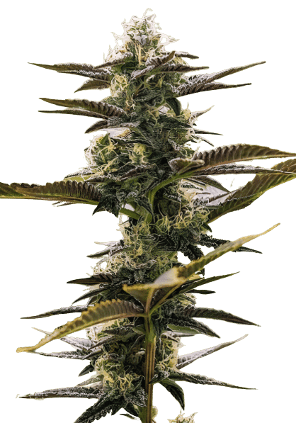 Pink Champagne Feminized