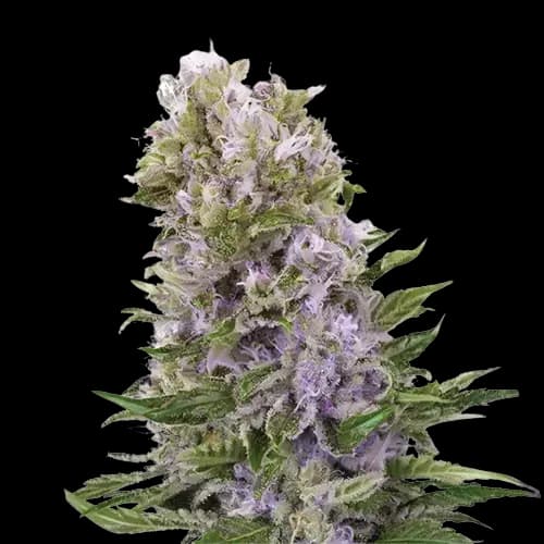 Purple Alien OG Feminized