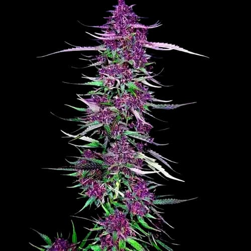 Purple Berry Feminized