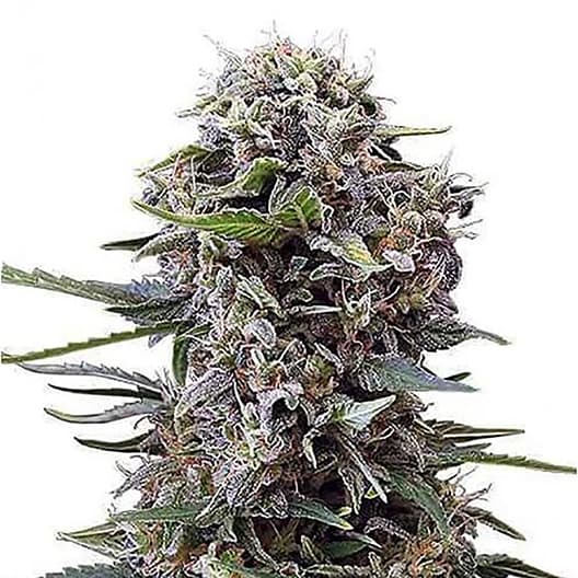 Purple Sage Feminized