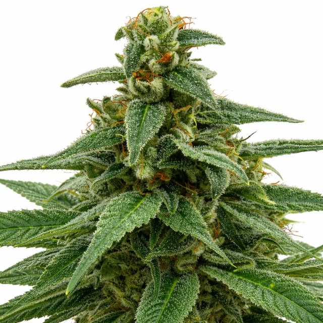 Red Headed Stranger Feminized