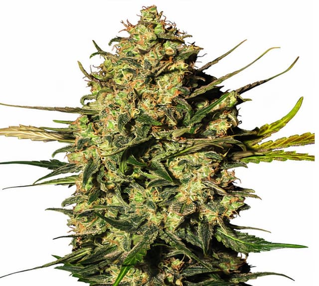 Rockstar Kush Feminized