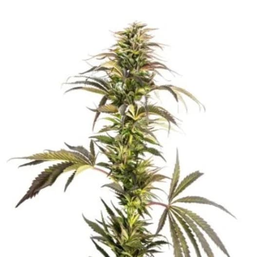 Emballage de graines de cannabis Soul Shine — Royal King Seeds France