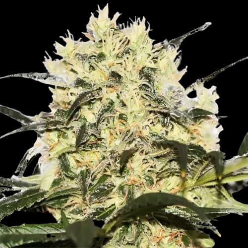Sour Cheese Feminized