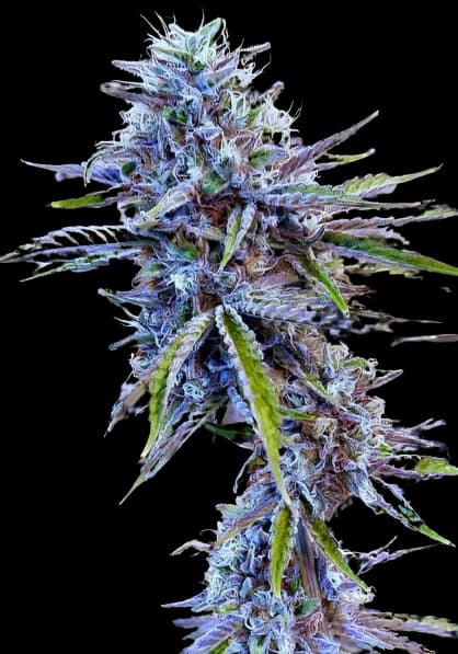 Stardawg Feminized