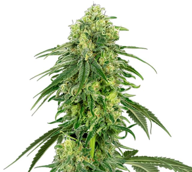 Strawberry Kush Feminized