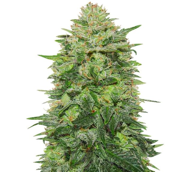 Triple Cheese Feminized