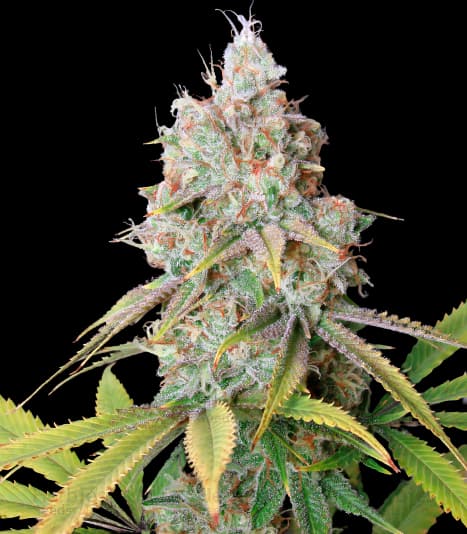 Zombie Kush Feminized